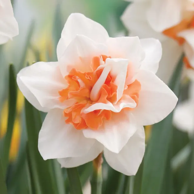 Burpee Replete Daffodil Bulbs Double Pink 5 Bulbs