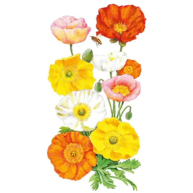 Epic Gardening Nudicaule Blend Iceland Poppy Seeds Mix