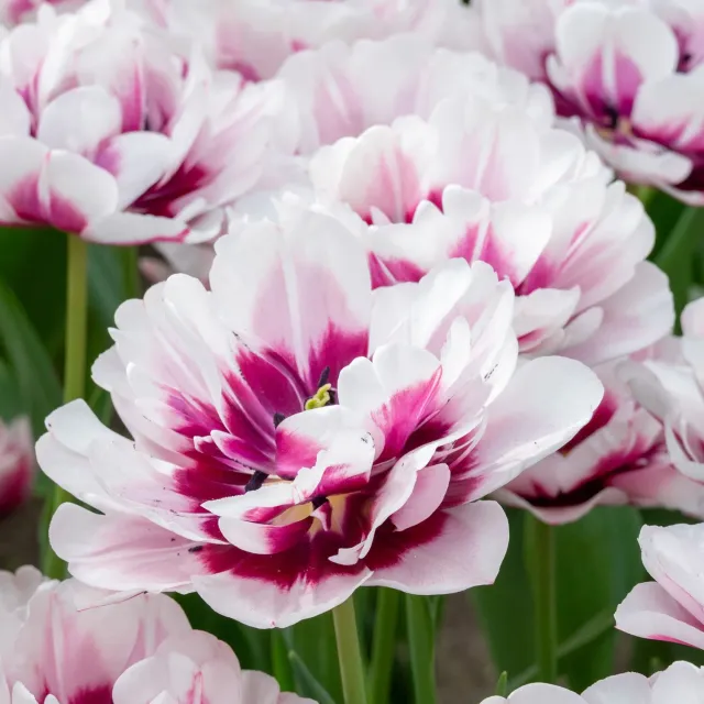 Burpee La Delicatesse Tulip Bulbs 10 Bulbs Late-Blooming Double