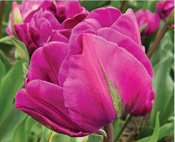 Brent & Becky's Bulbs Negrita Double tulip bulb