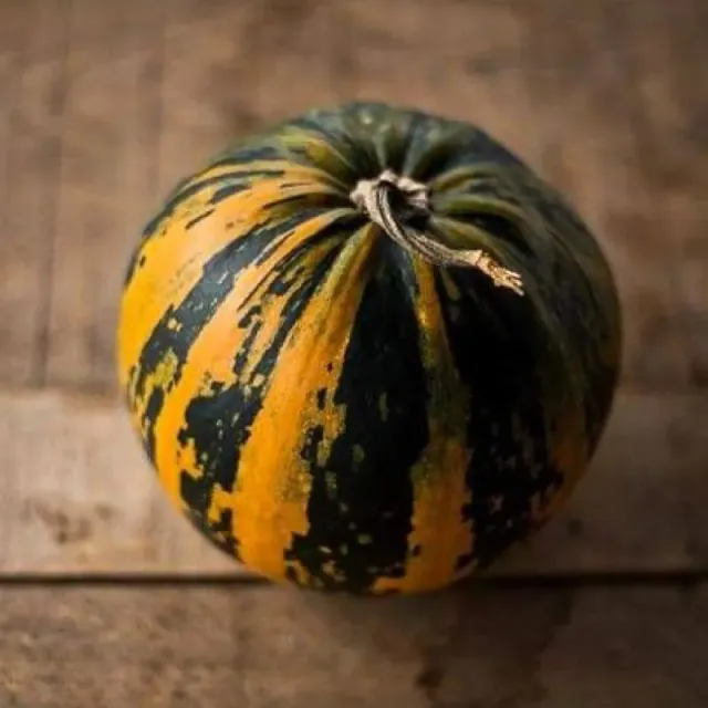 Pinetree Garden Seeds Kakai Hulless Pumpkin Seeds 15 Seeds Organic