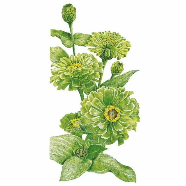 Epic Gardening Envy Zinnia Seeds Green Edible Flowers