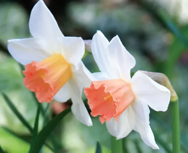 Brent & Becky's Bulbs Accent daffodil bulb