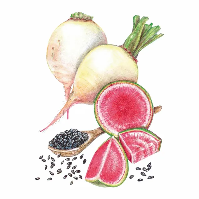 Epic Gardening Mantanghong Watermelon Radish Seeds Fall Sown
