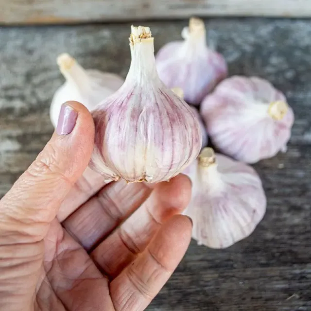 Pinetree Duganski Hardneck Garlic Bulbs 3 Pack Fall