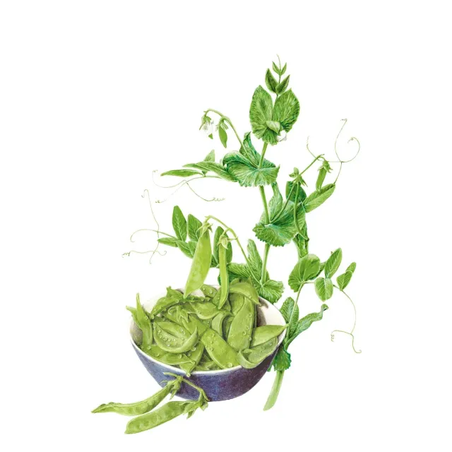 Epic Gardening Oregon Sugar Pod II Snow Pea Seeds