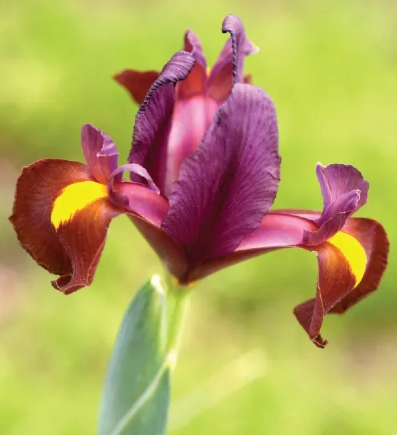 Brent & Becky's Bulbs Red Ember Dutch Iris Bulbs 8/+ cm