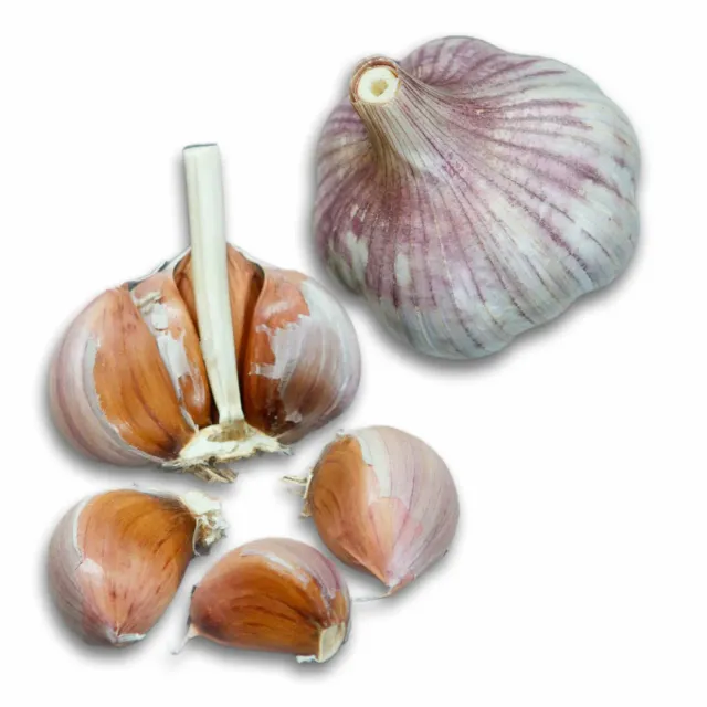 Epic Gardening Shandong Hardneck Garlic Organic