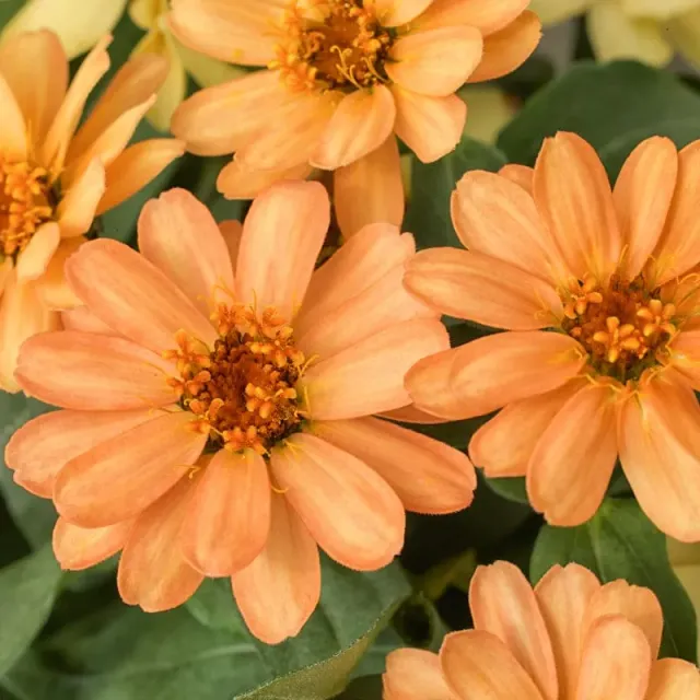 Pinetree Garden Seeds Profusion Single Zinnia Seeds 20 Seeds Full Sun