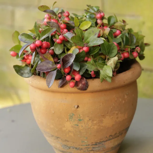 Epic Gardening American Wintergreen Live Plant Evergreen