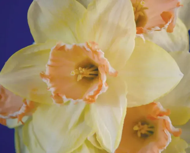 Brent & Becky's Bulbs Narcissus By George Daffodil Bulbs Large Cup