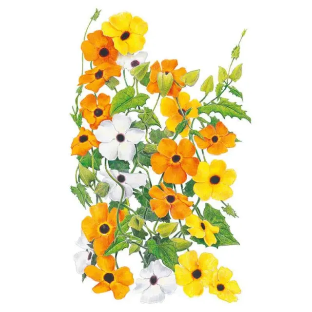 Epic Gardening Black-Eyed Susan Vine Seeds Heirloom Mix