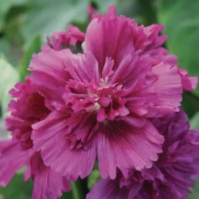 Pinetree Garden Seeds Queeny Purple Hollyhock Flower Seeds 20 Seeds Double Blooms