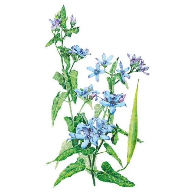 Epic Gardening Tweedia Butterfly Flower Seeds Blue Milkweed