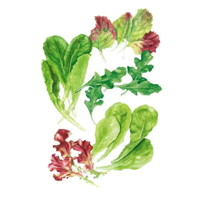 Epic Gardening Snappy Fresh Mesclun Baby Greens Seeds