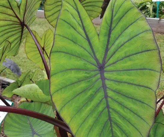 Brent & Becky's Bulbs Blue Hawaii Colocasia Elephant Ear