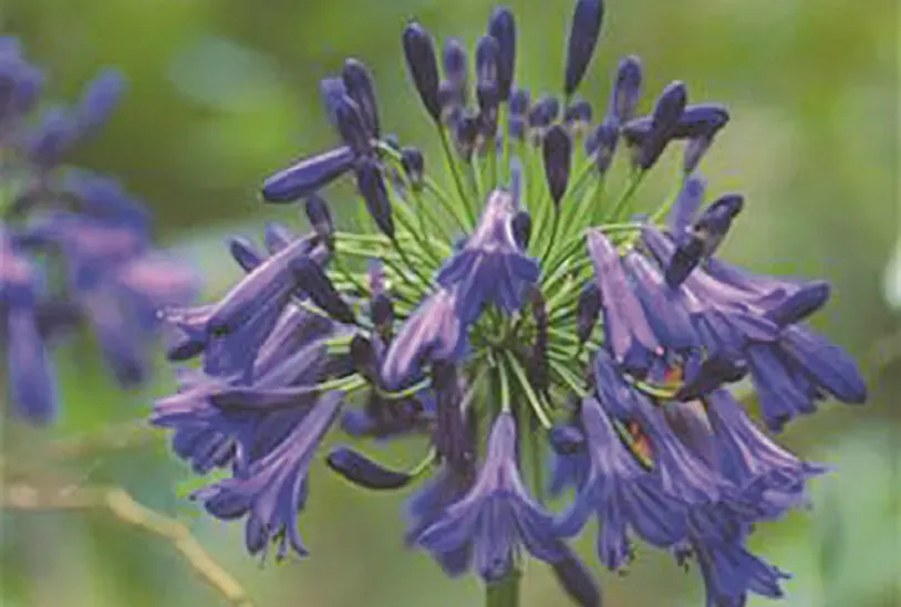 Brent & Becky's Bulbs Storm Cloud Agapanthus Bulbs