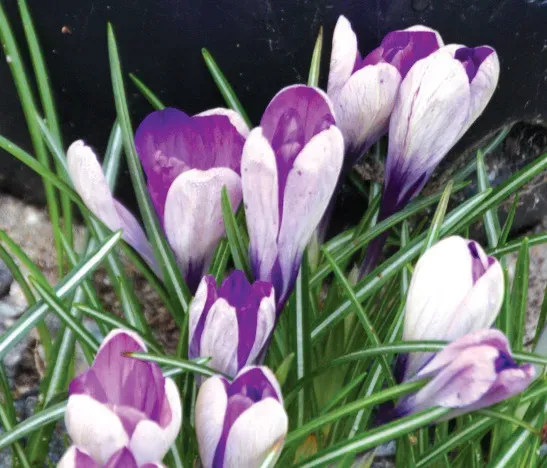 Brent & Becky's Bulbs Yalta Crocus Bulbs