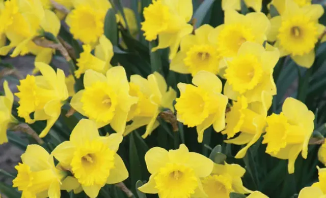 Brent & Becky's Bulbs Narcissus Dutch Master Daffodil Bulbs Bulk Perennial