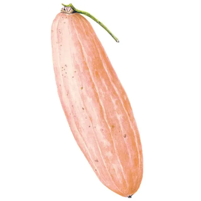 Epic Gardening Pink Banana Winter Squash Seeds Heirloom