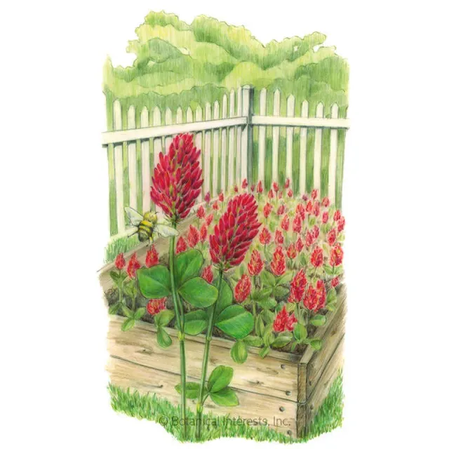 Epic Gardening Crimson Clover Cover Crop Seeds Nitrogen Fixing