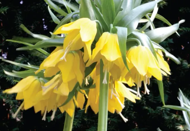 Brent & Becky's Bulbs Fritillaria imperialis Lutea Maxima Bulbs