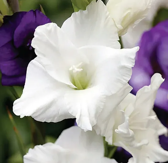 Brent & Becky's Bulbs White Prosperity Gladiolus Bulb