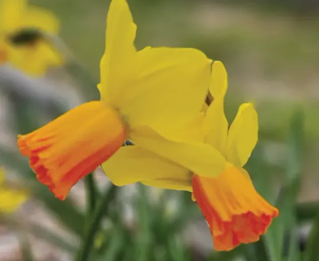 Brent & Becky's Bulbs Narcissus Jetfire Daffodil Cyclamineus