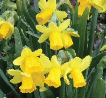 Brent & Becky's Bulbs Narcissus Tete-a-Tete Pre-Cooled Daffodils