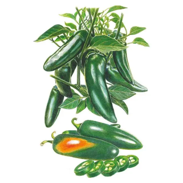 Epic Gardening Megatron Jalapeno Chile Pepper Seeds
