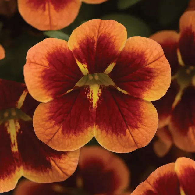 Burpee Bumble Bee Orange Calibrachoa Plants 4 Plants Trailing