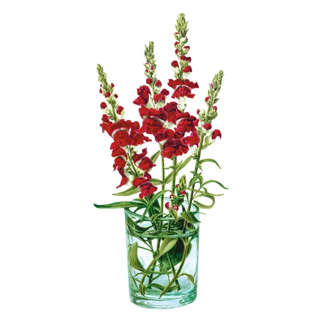 Epic Gardening Night and Day Snapdragon Seeds Cut Flower