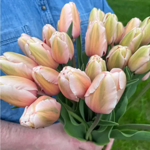 Pinetree Garden Seeds Salmon Impression Tulip Bulbs 10 Bulbs Darwin