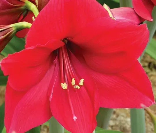 Brent & Becky's Bulbs Pleasure Amaryllis Bulb Pot Grown