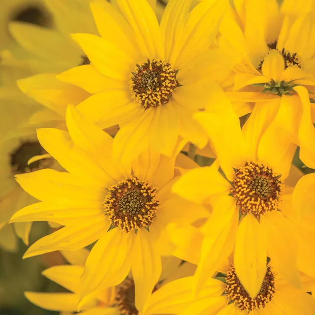 Burpee Autumn Gold Helianthus Plant 1 Plant Fall Blooms
