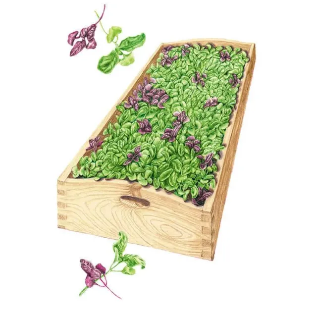 Epic Gardening Ciao Bella Basil Blend Microgreens Seeds Organic