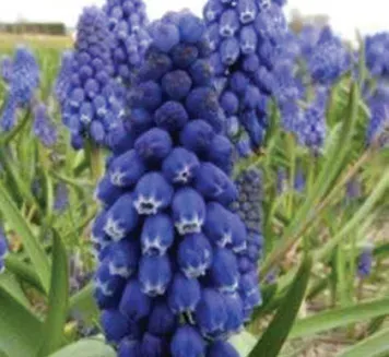 Brent & Becky's Bulbs Muscari Alida Grape Hyacinth Bulbs