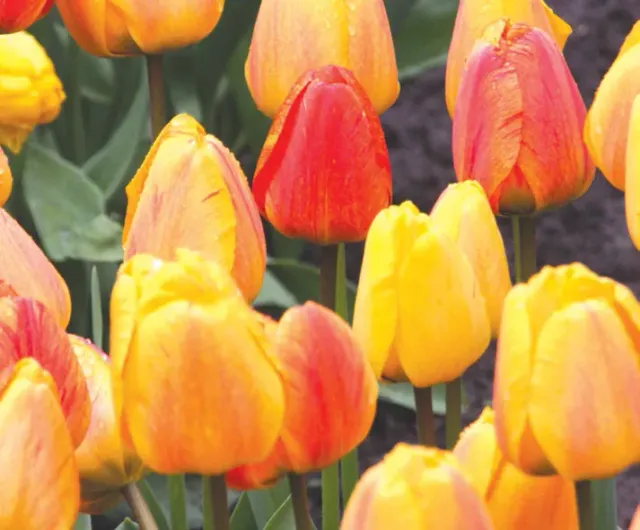 Brent & Becky's Bulbs Beauty of Apeldoorn Tulip Bulbs Fall Plant