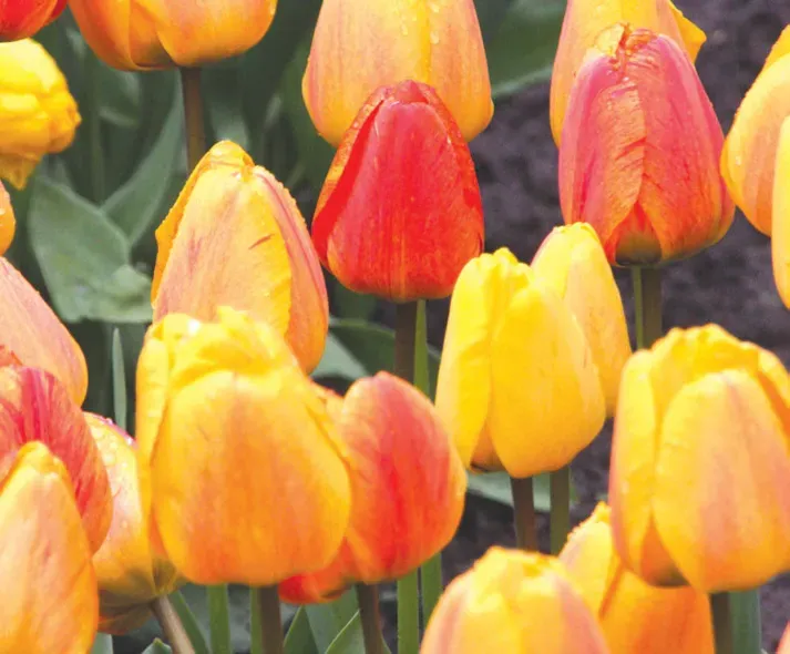 Brent & Becky's Bulbs Beauty of Apeldoorn Tulip Bulbs Fall Plant