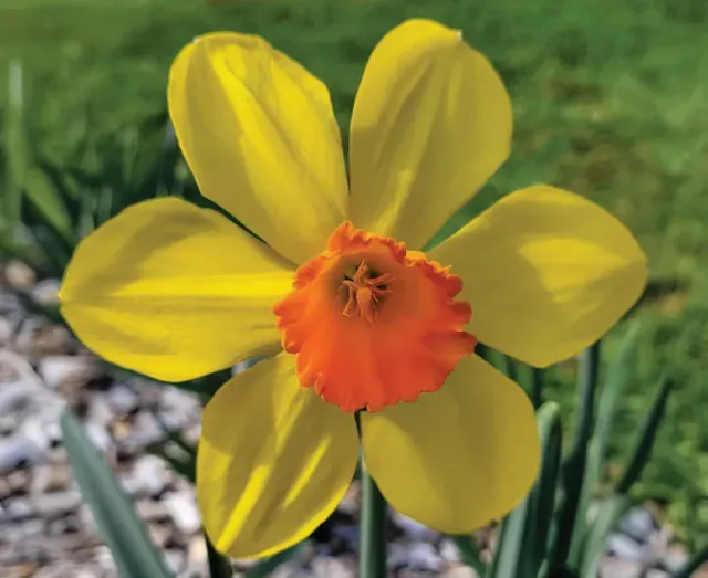 Brent & Becky's Bulbs Narcissus Spinner Daffodil Bulbs 14/16 cm