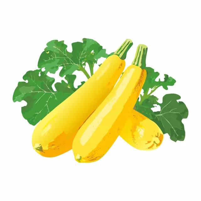 Epic Gardening Golden Zucchini Summer Squash Seeds Organic