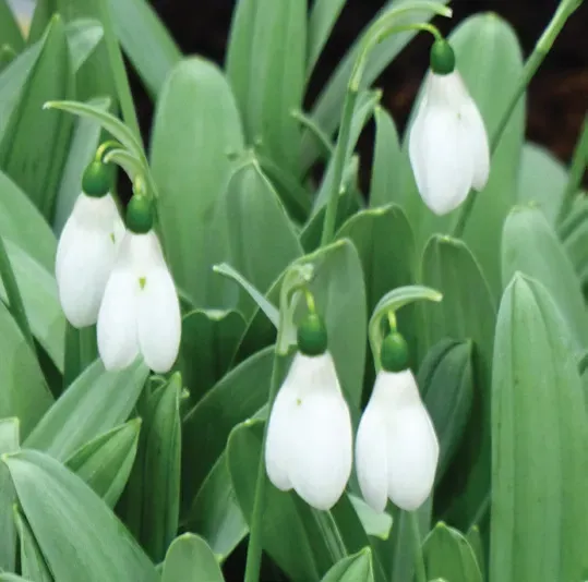 Brent & Becky's Bulbs Galanthus elwesii Mount Everest Bulbs