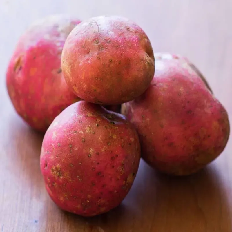 Pinetree Garden Seeds Red Pontiac Potato Tubers 2 Pounds Late Season