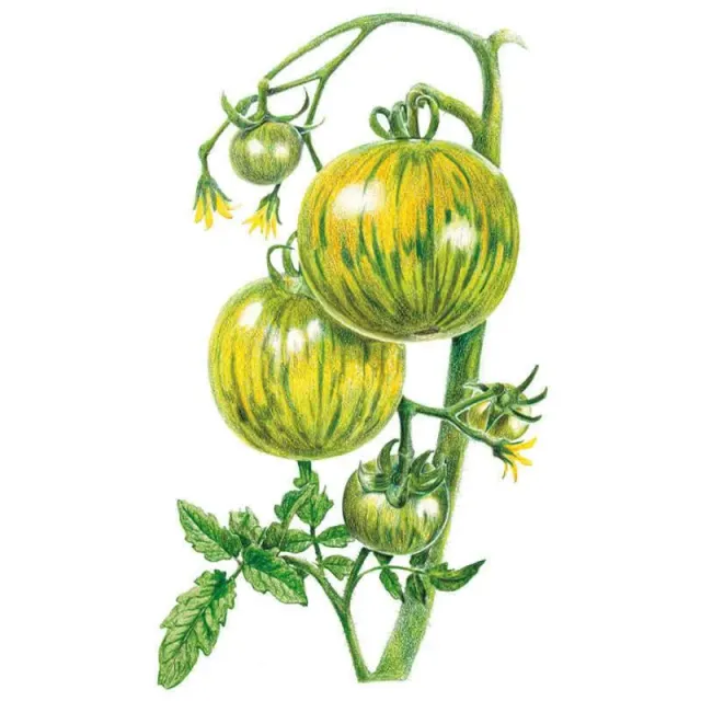 Epic Gardening Green Zebra Pole Tomato Seeds Organic