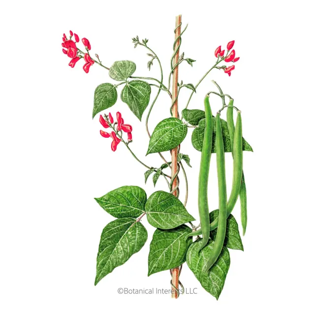 Epic Gardening Scarlet Emperor Pole Runner Bean Seeds red flowers