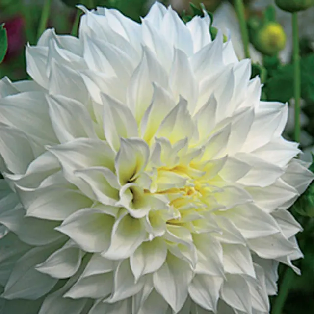Brent & Becky's Bulbs Dahlia Fleurel Bulb Dinnerplate