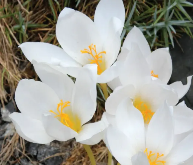 Brent & Becky's Bulbs Crocus speciosus Albus Bulbs Fall Bloom