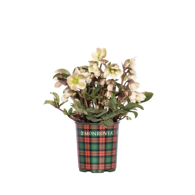 Epic Gardening Ivory Prince Hellebore Live Plant 1 Gallon Shade