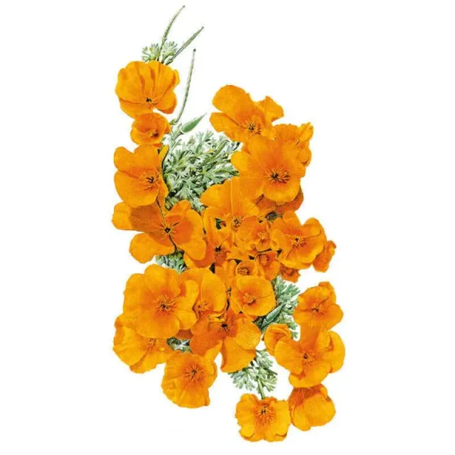 Epic Gardening Orange California Poppy Seeds Heirloom Wildflower