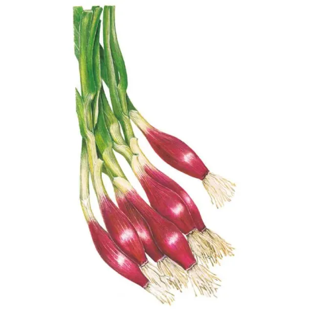 Epic Gardening Italian Red of Florence Onion Seeds Bunching